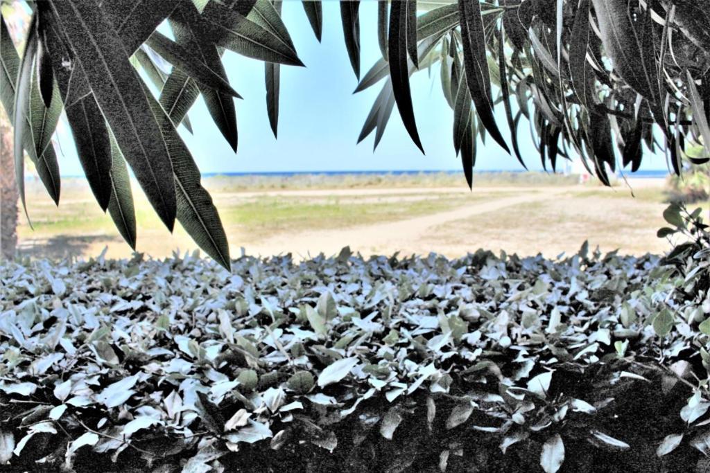 Mer Er Plage 403 Saint-Cyprien (Pyrenees-Orientales) Exterior foto